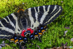 ギフチョウ