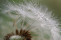 たんぽぽ -６