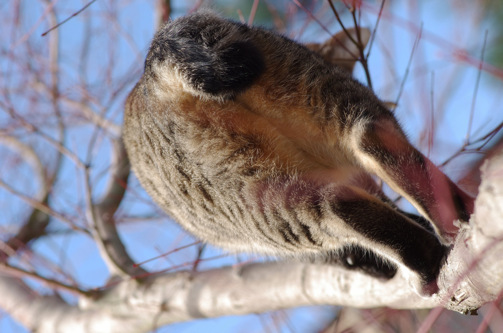 -118 　Siriに聞くな