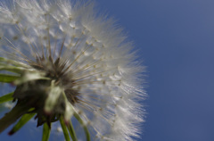 たんぽぽ -ツー