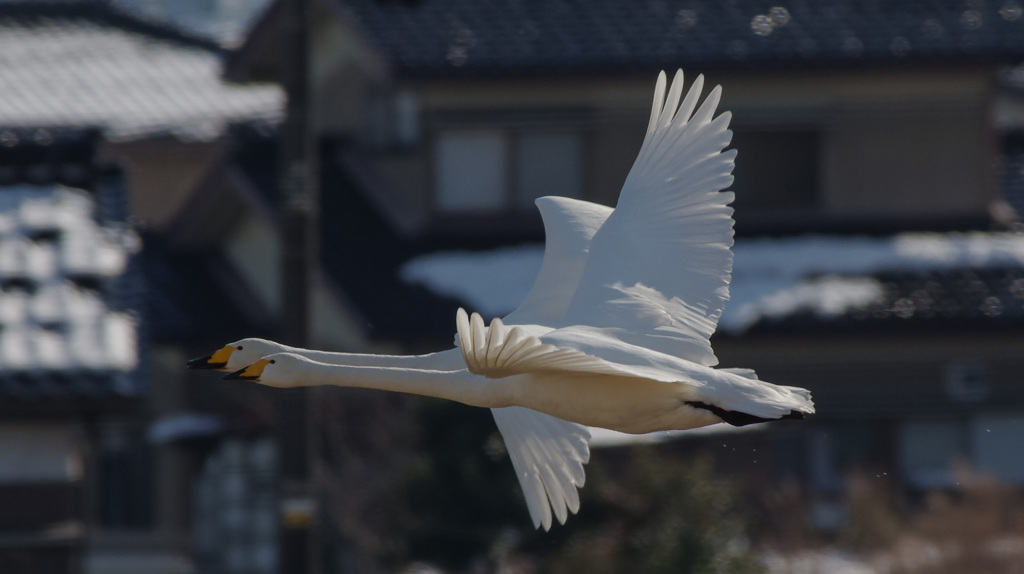 カメラをかえて