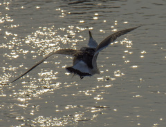 エアリアル！？