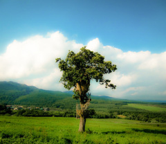 NIRIN NO TABI 2009