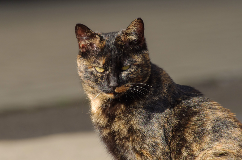 野良猫ジョーンズ　-1/14