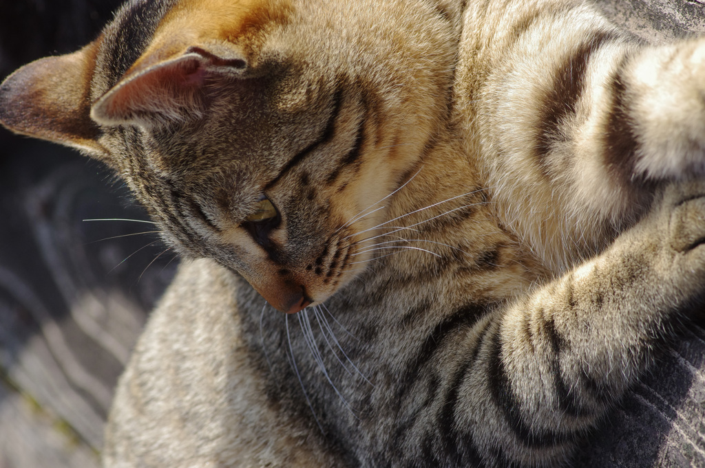 ３月ねこ