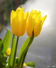 地元のチューリップっ子