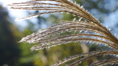 理由なきお散歩