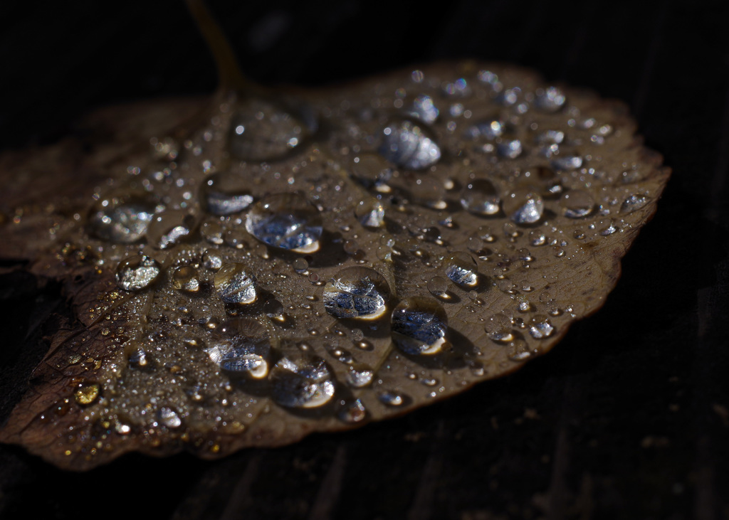 センス オブ　MORI