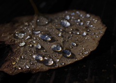 センス オブ　MORI