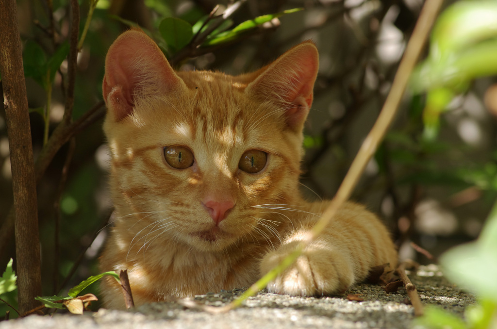 ちゃとら臆病くん