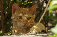 ちゃとら臆病くん