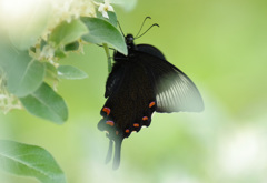 カラスアゲハ -1