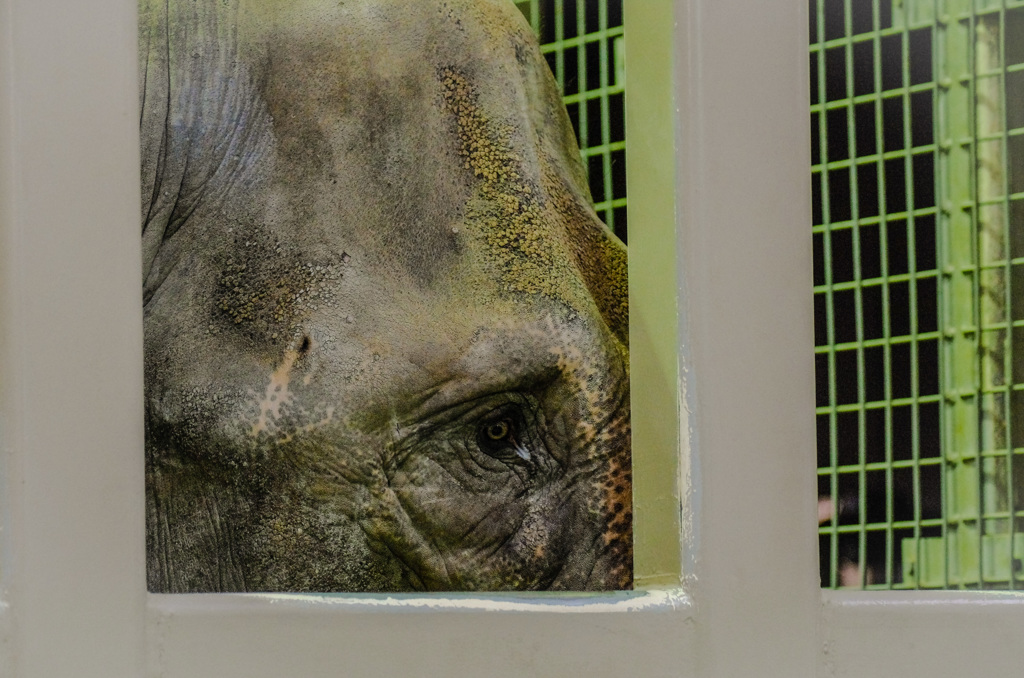 網膜VS人間カメラ