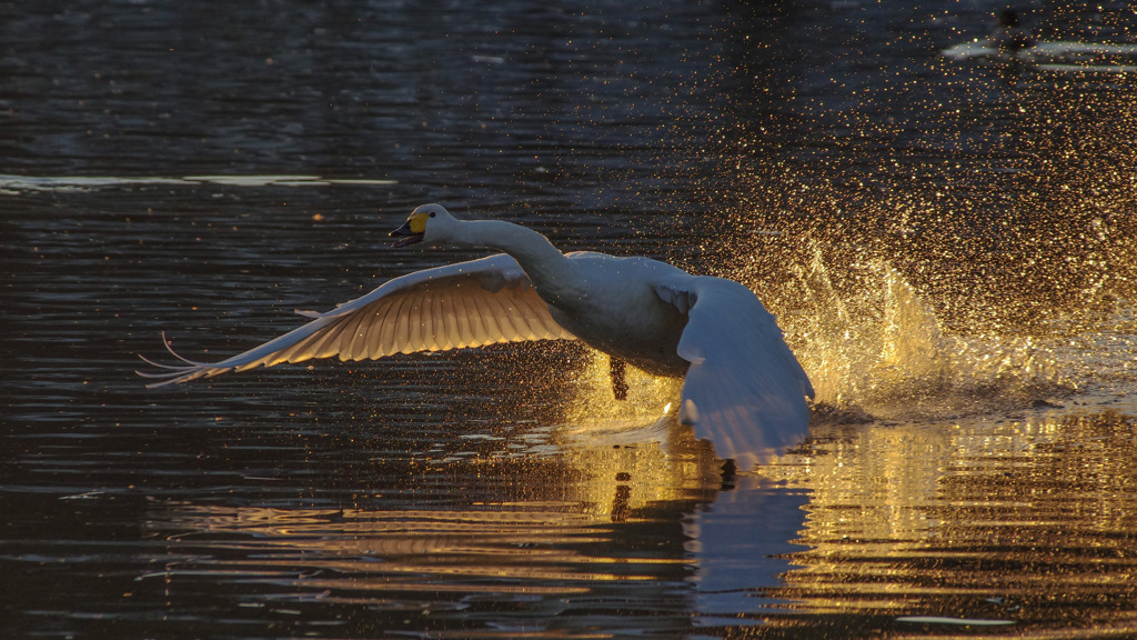 シグナスシグナス  -1/5