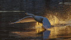 シグナスシグナス  -1/5