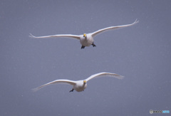 雪の　おかえり！