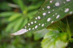ご冗談でしょうファインマンさん