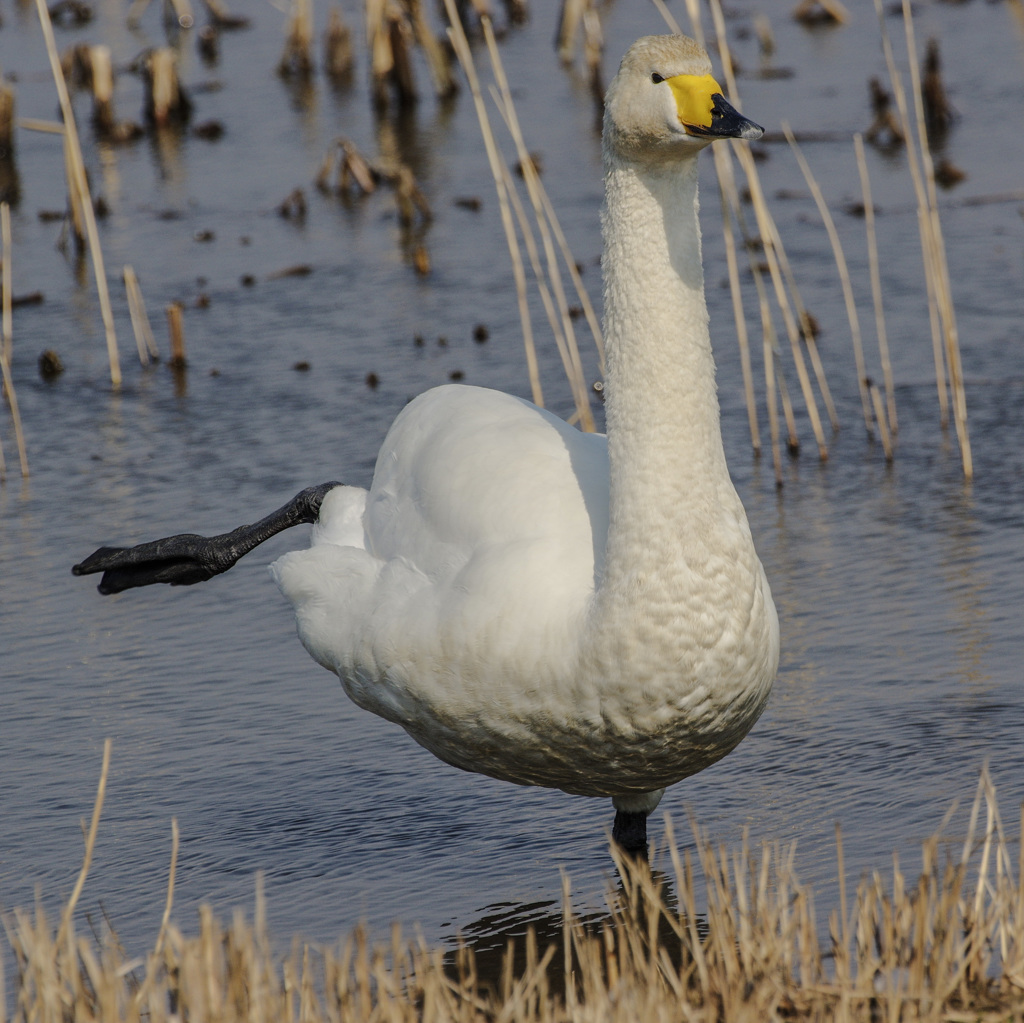 なにやってんの　この鍛えた首を見て -3