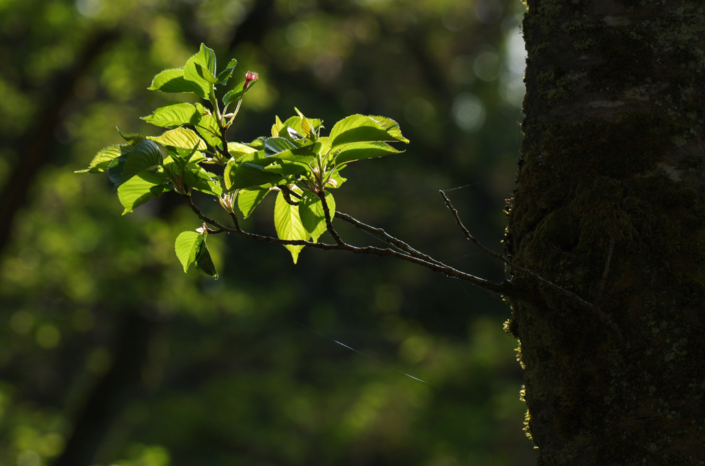 Green -18