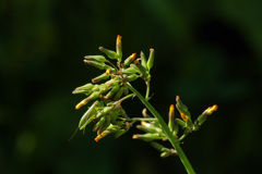 ２秒でお答えください