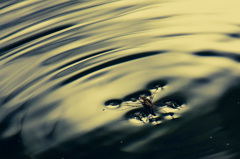 レシプロ複座フロート機