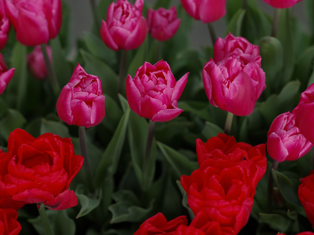 ビロード調のあか