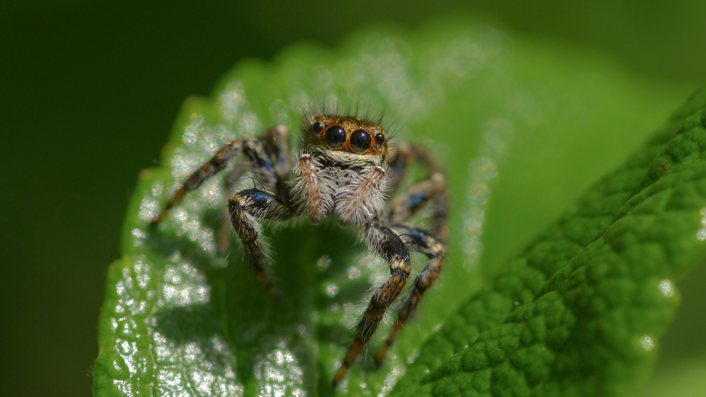 ６月のタートルズ