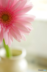 ピンクのガーベラさん江