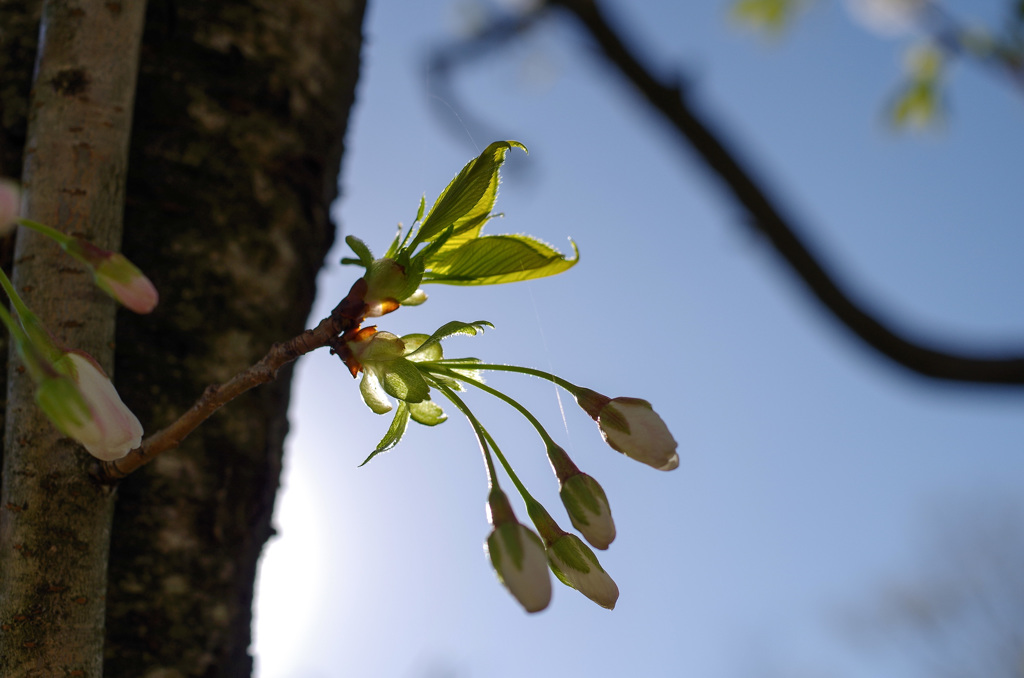   -5/5  　ハクチⅡ