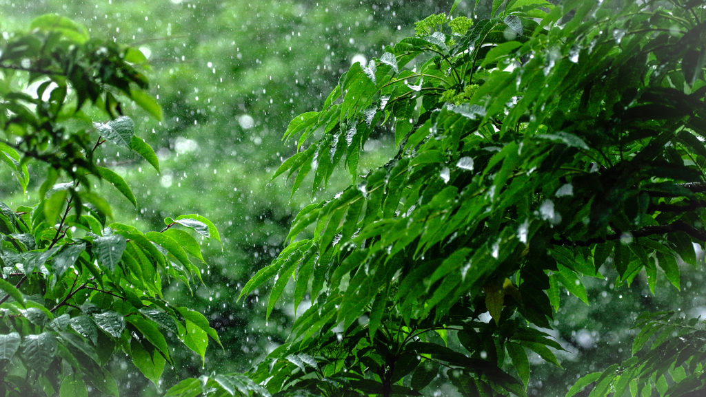 激しい雨　７月７日晴れ！