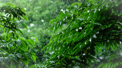 激しい雨　７月７日晴れ！