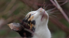 -115  リアル. ザ.スカイ