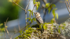  -4  ときおりコゲラ