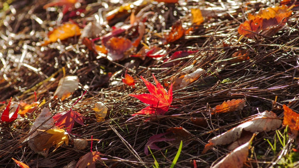 アポストロフィ 2020