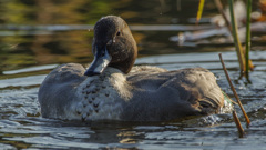 男はどっしりとな