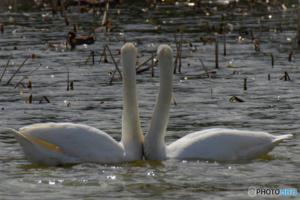 さあ、踊りましょう