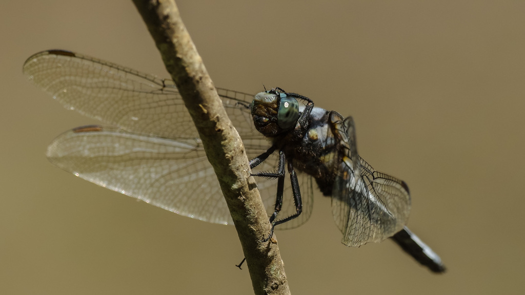   -4/4  三平で～す！