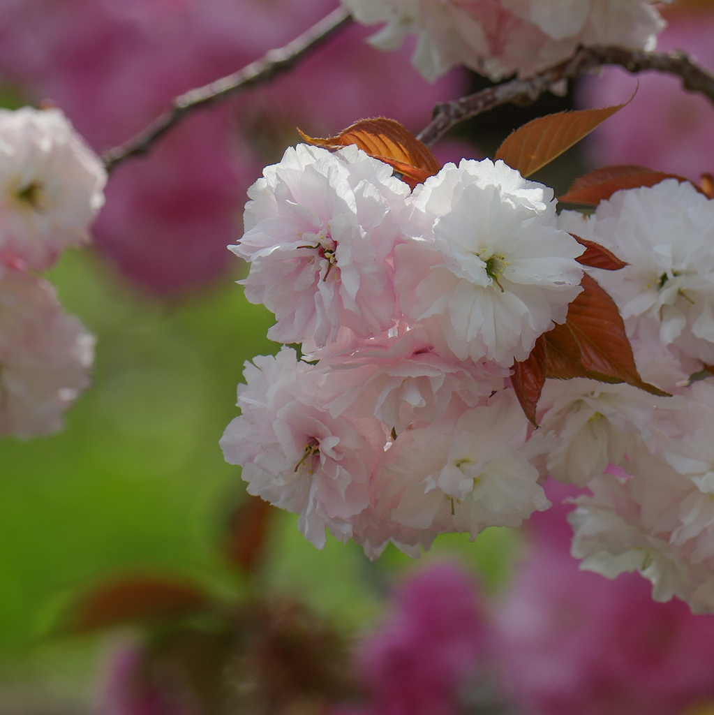 ４月下旬 -2