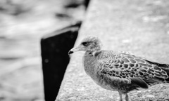 プラットホーム