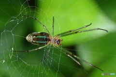 カンダタさん、もう一度助けにきました