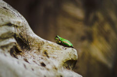  -26 　ヒトって何