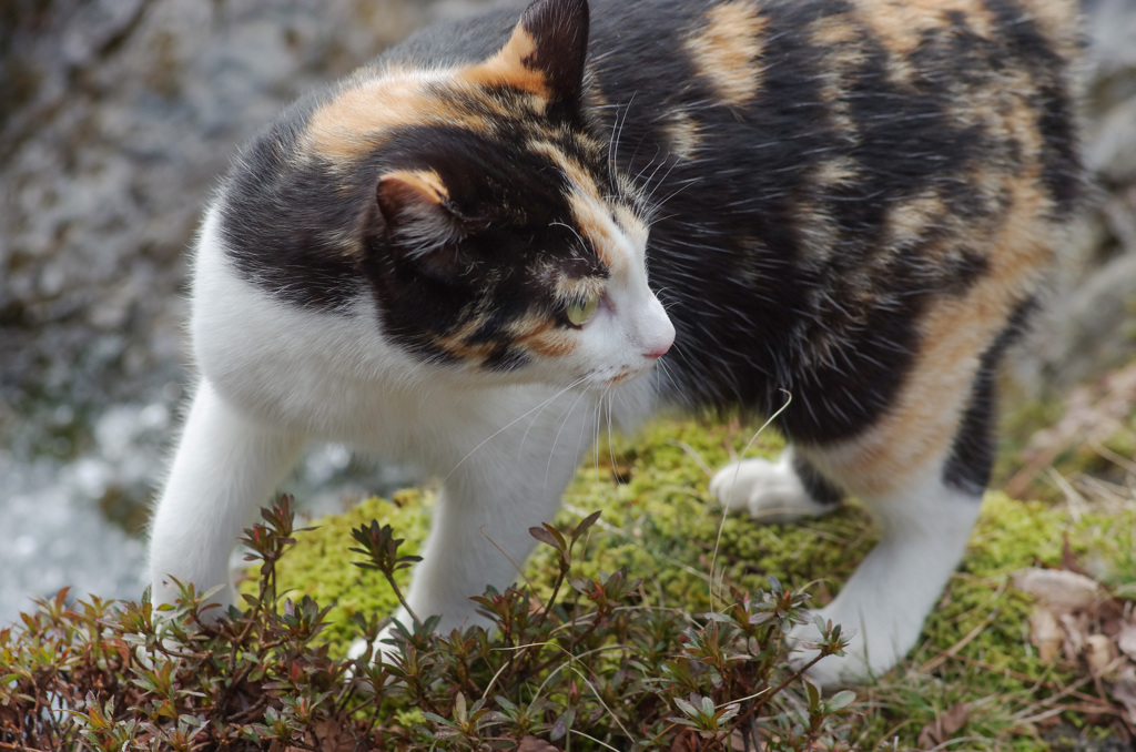 ねこ