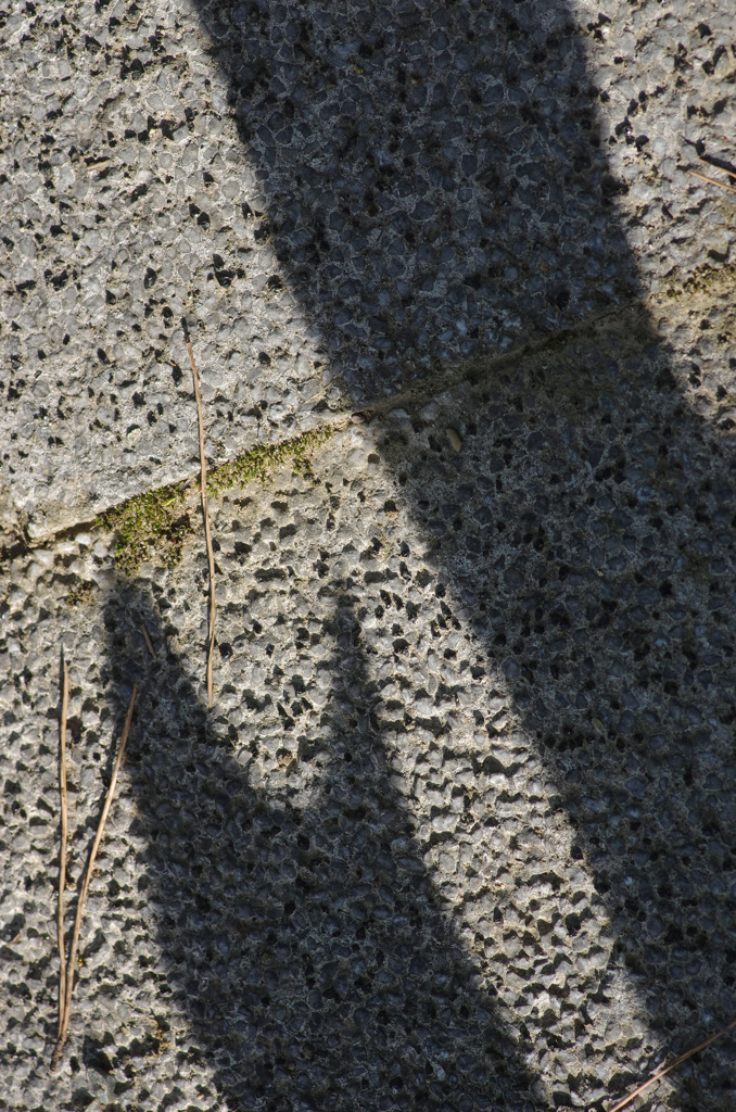 ネコって言いたくないﾖ