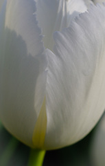 白に挑戦してみる！