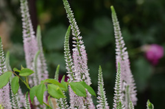 街中公園にて -1