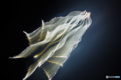 フライング ヒューマノイド