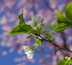 はれ　桜しづか