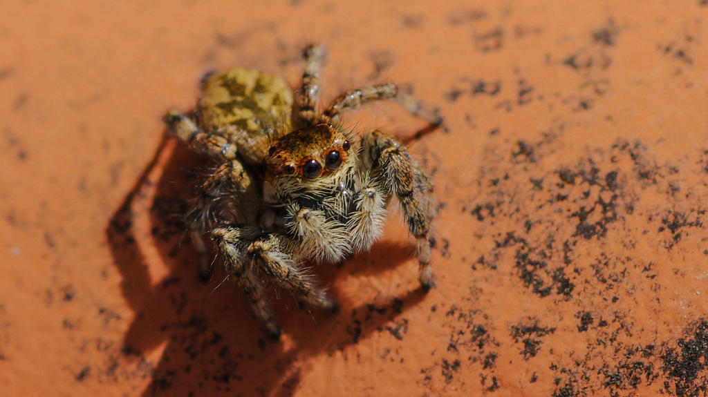 ミニチュア蜘蛛シュナウ