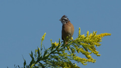 アグレッサーはお出かけ中だよ