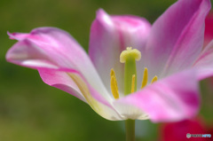 全力チューリップ